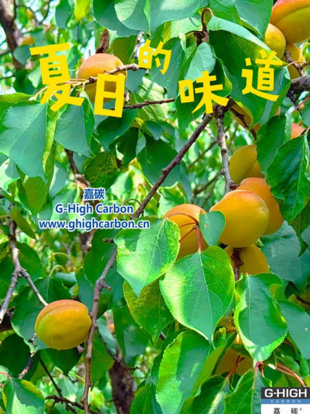 杏果滿枝時(shí)，窺見嘉碳環(huán)?！吧L(zhǎng)力”